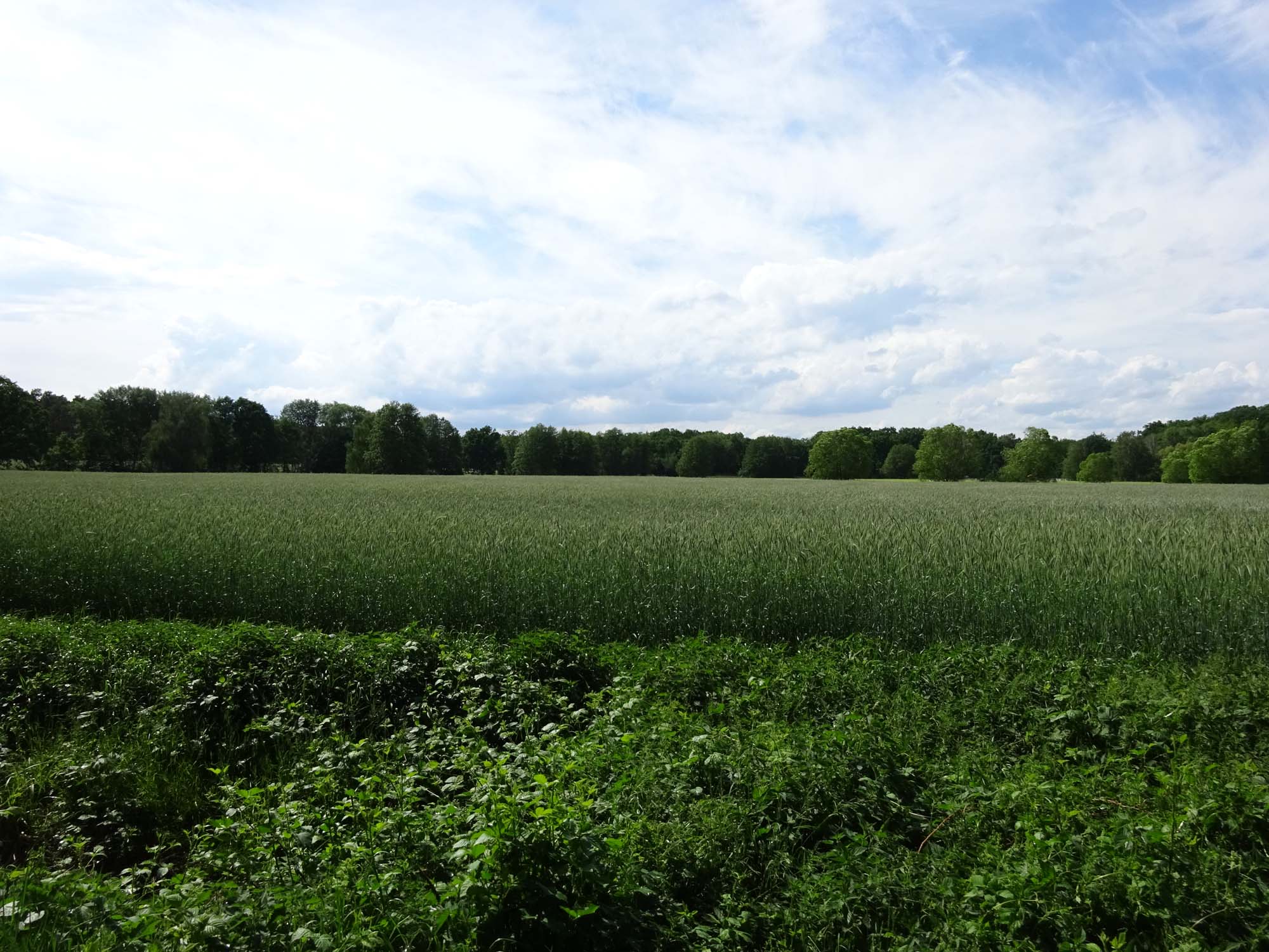 Felder und Wiesen auf der Radtour von Trebbin nach Beelitz