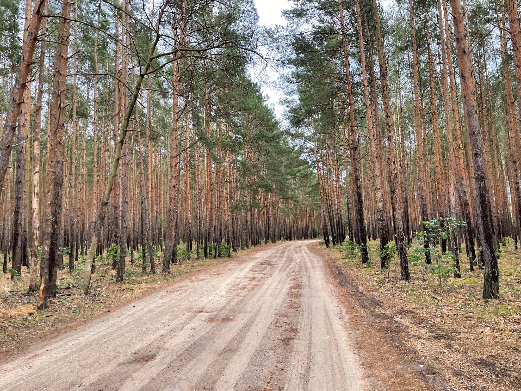 Durch den Wald