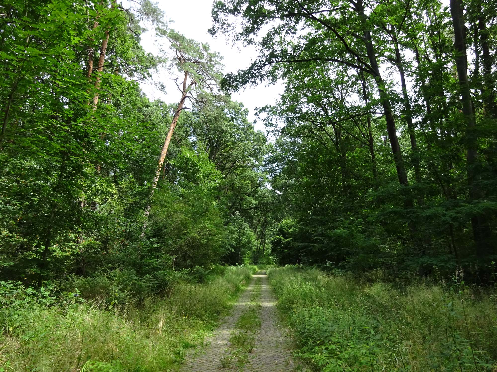 mauerweg-rosenthal-hennigsdorf-15