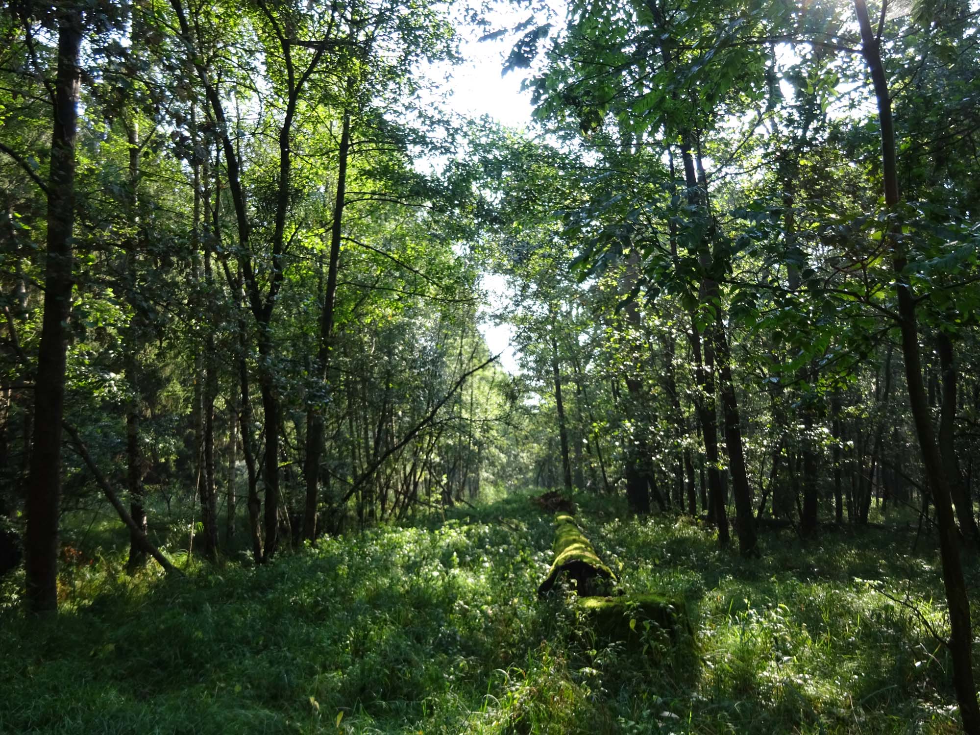 Radtour um die Müritz